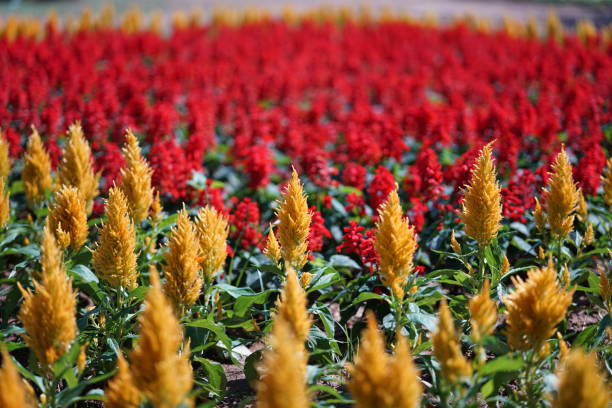 istock Plumed cockscomb or Celosia argentea or feathery amaranth in a garden 1199628694