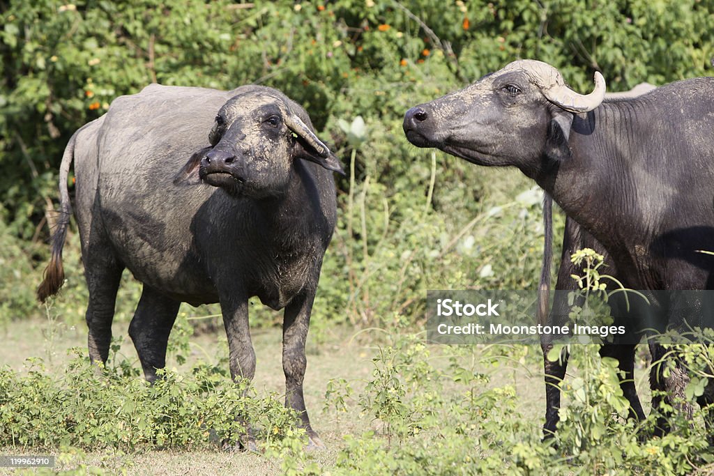 Water Buffalo In Madhya Pradesh India Stock Photo - Download Image Now -  Animal Behavior, Animal Themes, Animal Wildlife - iStock