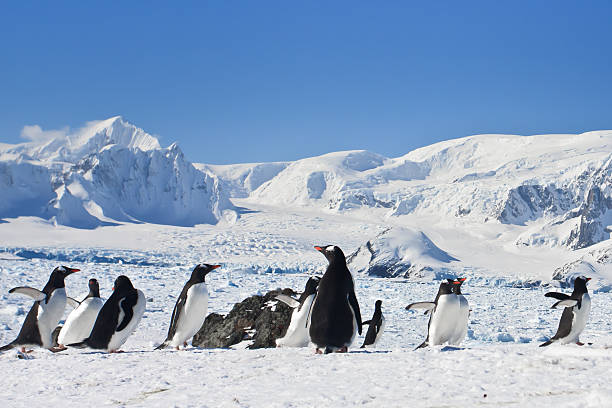 istock large group of penguins 119963137