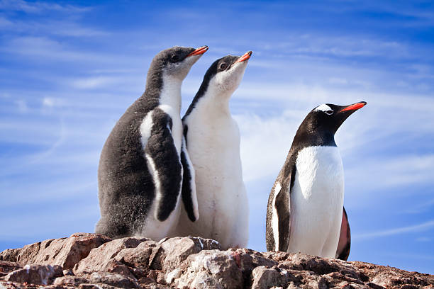 penguins in Antarctica stock photo