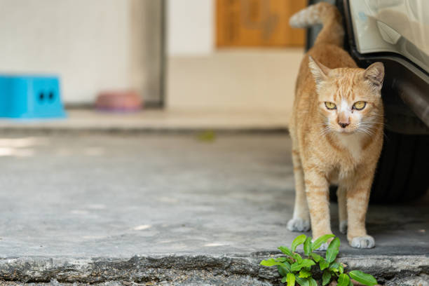 istock A yellow cat standing by the car 1199632791