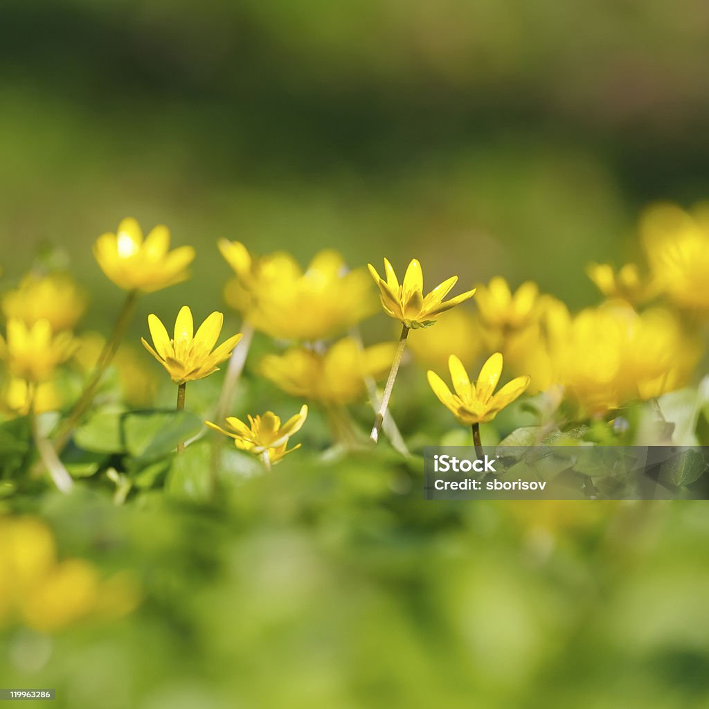 Yellow flowers Close-up of yellow flowers Backgrounds Stock Photo