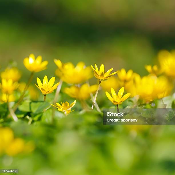 Yellow Flowers Stock Photo - Download Image Now - Backgrounds, Beauty In Nature, Blossom
