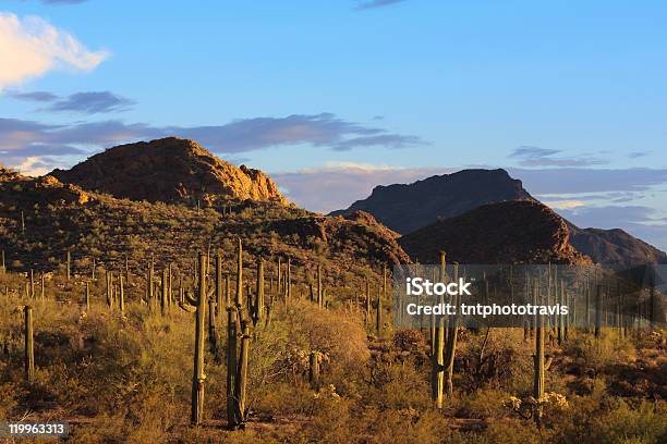 Noche Saguaros Foto de stock y más banco de imágenes de Aire libre - Aire libre, Arizona, Cactus