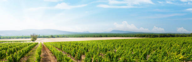 istock Landscape of vineyard 1199634240