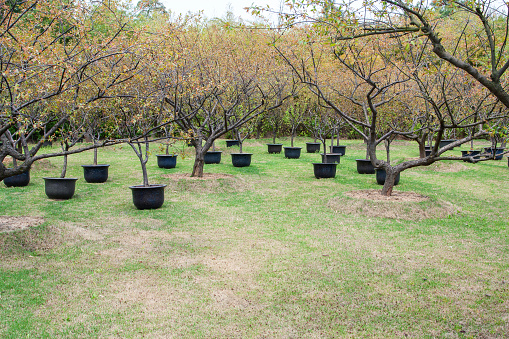 Potted tree in the park