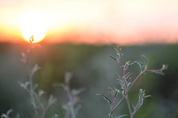 Abstract photography with bright shining sunset through desert sagebrush and lush foliage. No people in this color photo with horizontal composition.