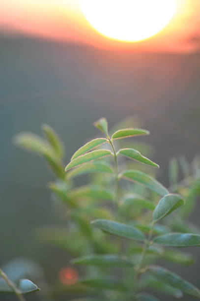 istock Green fresh plants grass closeup for background. 1199634549