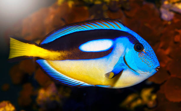 istock Blue tang surgeonfish, popular tropical aquarium pet 1199635485