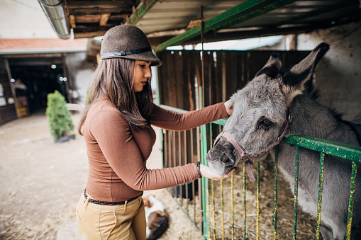 Young female jockey feeding her beautiful horse in barn