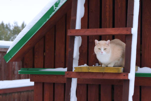 istock A red cat on the wooden staircase. 1199636956