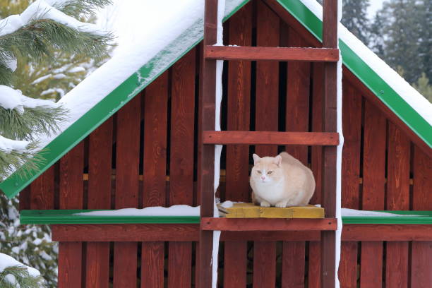 istock A red cat on the wooden staircase. 1199636986