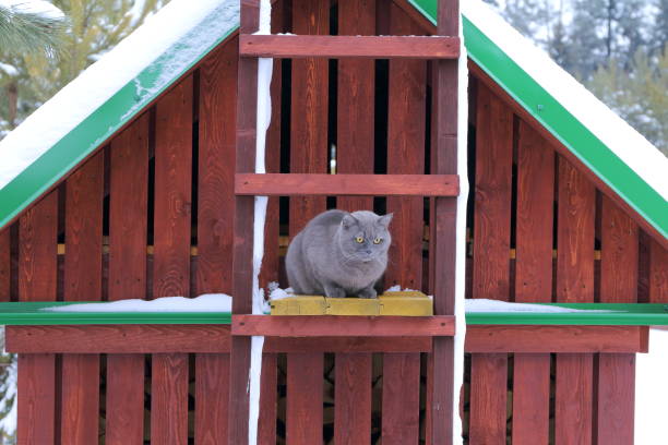 istock A grey cat on a wooden staircase. 1199636991