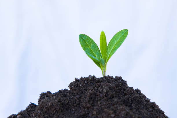 istock young plant or tree growing in the ground 1199639522