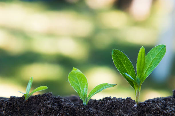 istock sequence of plants growing in the ground outdoors 1199639596