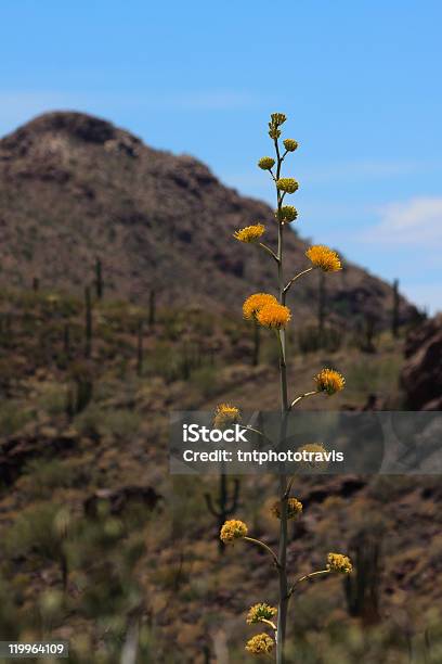 Foto de Parry O Século Planta De Flores e mais fotos de stock de Agave - Agave, Agave parryi, Amarelo