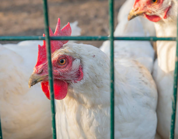 istock portrait of a rooster 1199641369