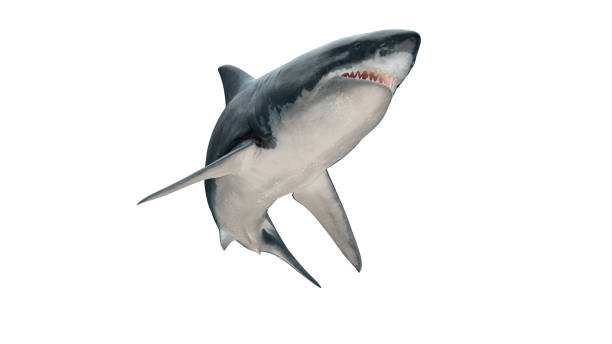 istock Great white shark isolated on white background cutout ready closed mouth jumping view 3d rendering 1199641681