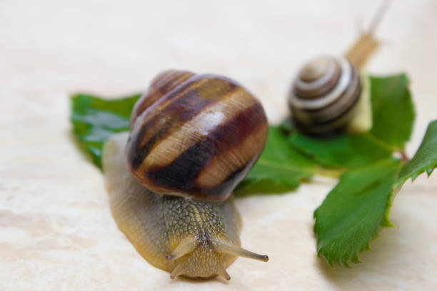 istock Two snail grape close-up - studio shot, biology, wild life 1199641702