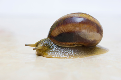 Grove snail, brown-lipped snail or Lemon snail (Cepaea nemoralis)