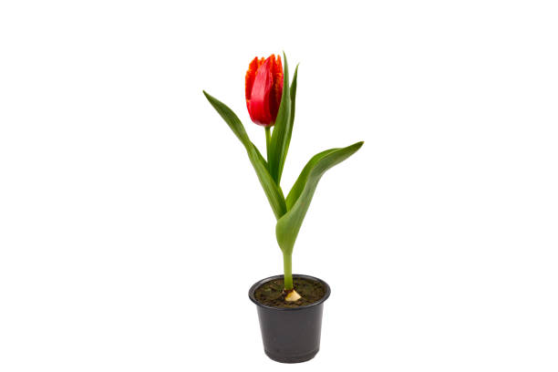 istock Tulip in a pot isolated on white background. 1199642253
