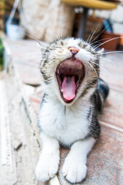 istock Kitten yawning - Tabby kitty cat lying on the floor playing and yawn 1199642370