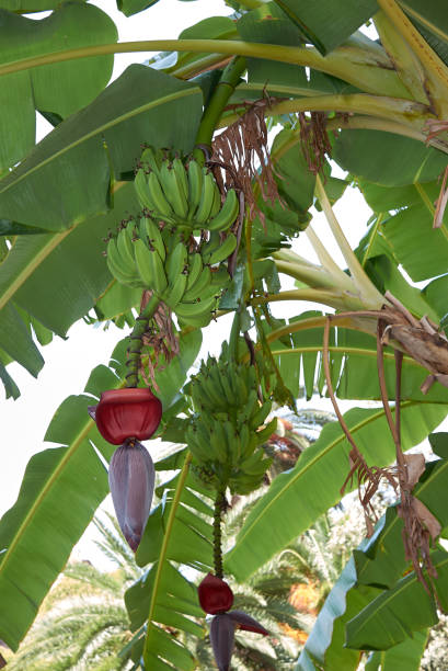istock Musa, banana plant 1199642449