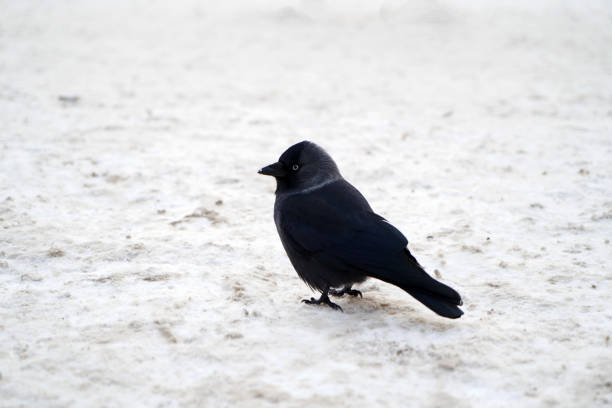 Western Jackdaw on winter snow. Black Jackdaw bird, close-up