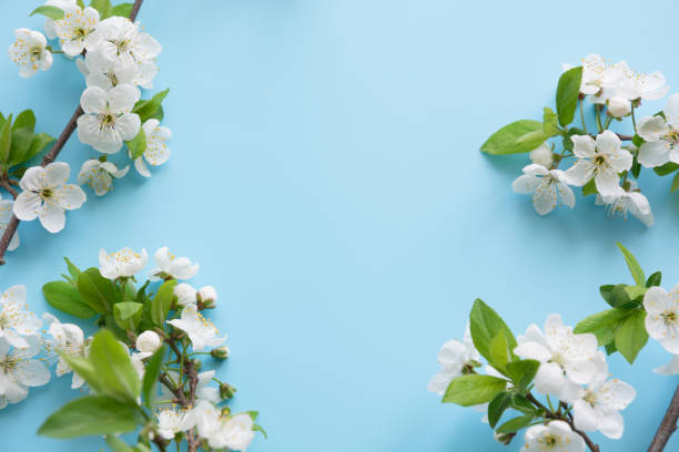istock Spring white blossom branches on blue. Floral pattern. Space for text. Banner or template. View from above, flat lay. 1199643785