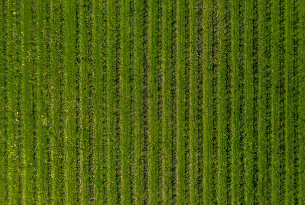 istock aerial view of a green vineyard 1199643816