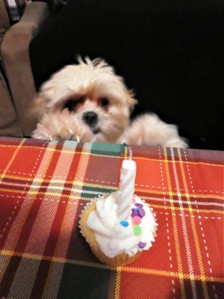 istock Cute Small Dog Wanting a Birthday Cupcake and Candle on the Table 1199644481