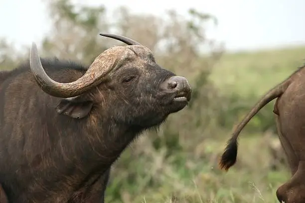 Male buffalo showing the flehmen response to a receptive female