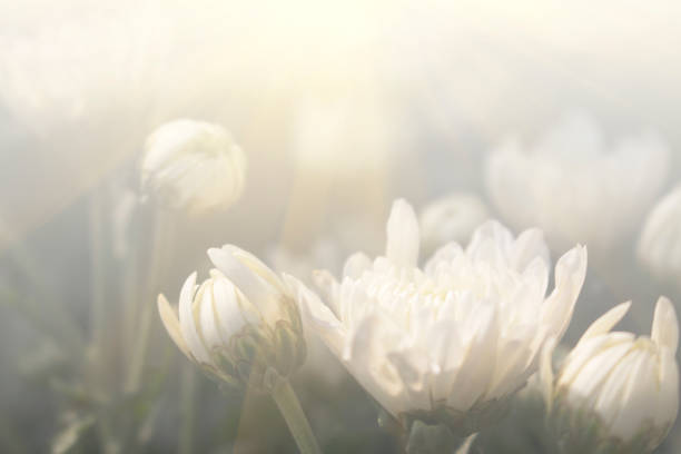 White Pom Pom Mums Chrysanthemum flower closeup. Beauty in nature image.