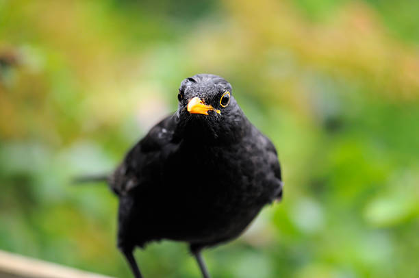 istock Common European Blackbird 119964832