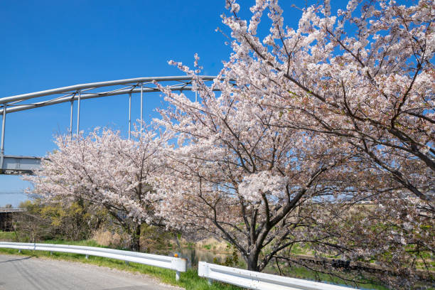 istock Spring Pink Cherry Blossoms with Blue Sky Background 1199649175