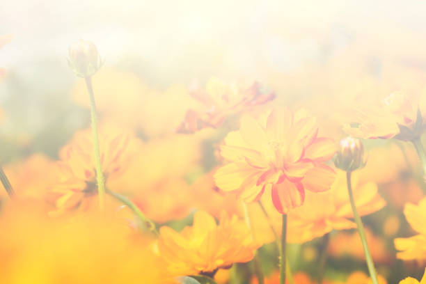 Floral background blooming in pastel tones. Colorful flowers in the summer for graphic design or wallpaper.