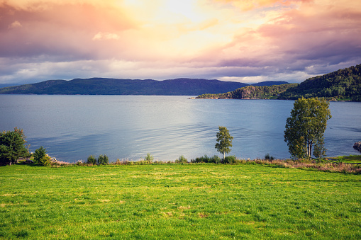 View of the fjord at sunset. Meadow on the seashore. Blue cloudy sky and blossoming pink flowers. Beautiful nature of Norway