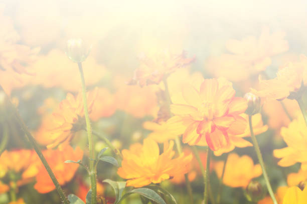 istock Floral background blooming in pastel tones 1199652592
