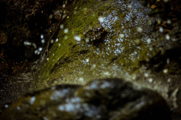 Blurred natural drops of water as background. Close up. Focus is on background.