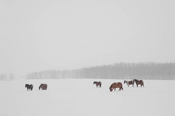 istock Group of horses in a snowstorm 119965355