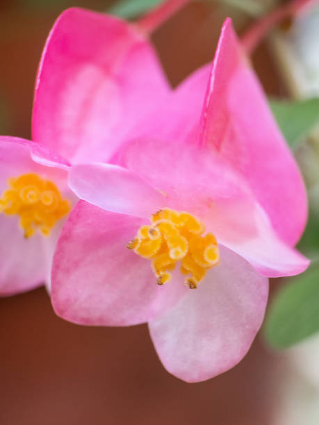 istock small pink and yellow forest flower 1199653987