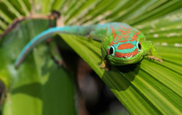 istock Turquoise and green ornate day gecko on palm tree leaf 1199657482