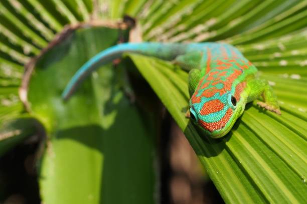 istock Turquoise and green ornate day gecko on palm tree leaf 1199657529