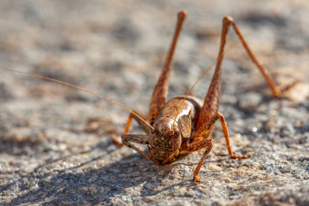 istock brown locust , locusta migratoria, on a stony ground with focus on foreground 1199658543