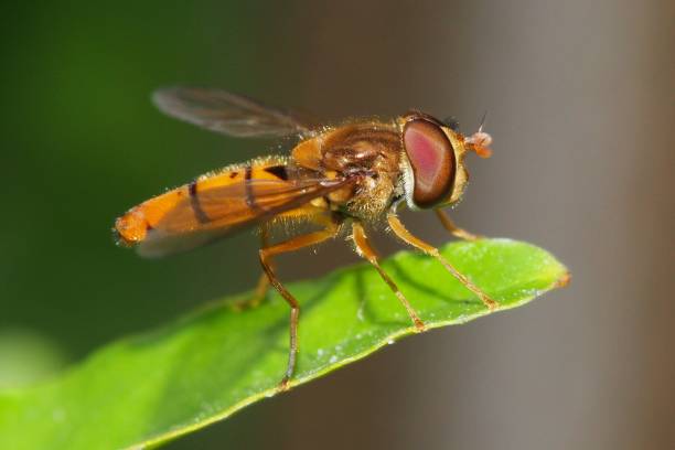 istock Syrphidea in natural environment 1199658761