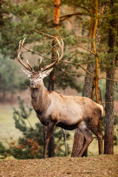 istock Red deer stag in autumn fall forest 1199658950