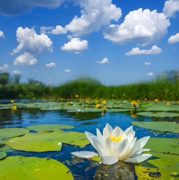 beautiful white water lily on a lake