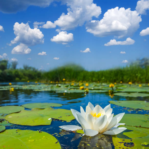 beautiful white water lily on a lake - white water lily imagens e fotografias de stock