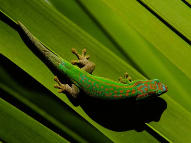 istock Turquoise and green ornate day gecko on palm tree leaf 1199659546