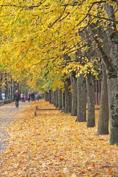 istock Autumn in park of Vilnius 1199660754